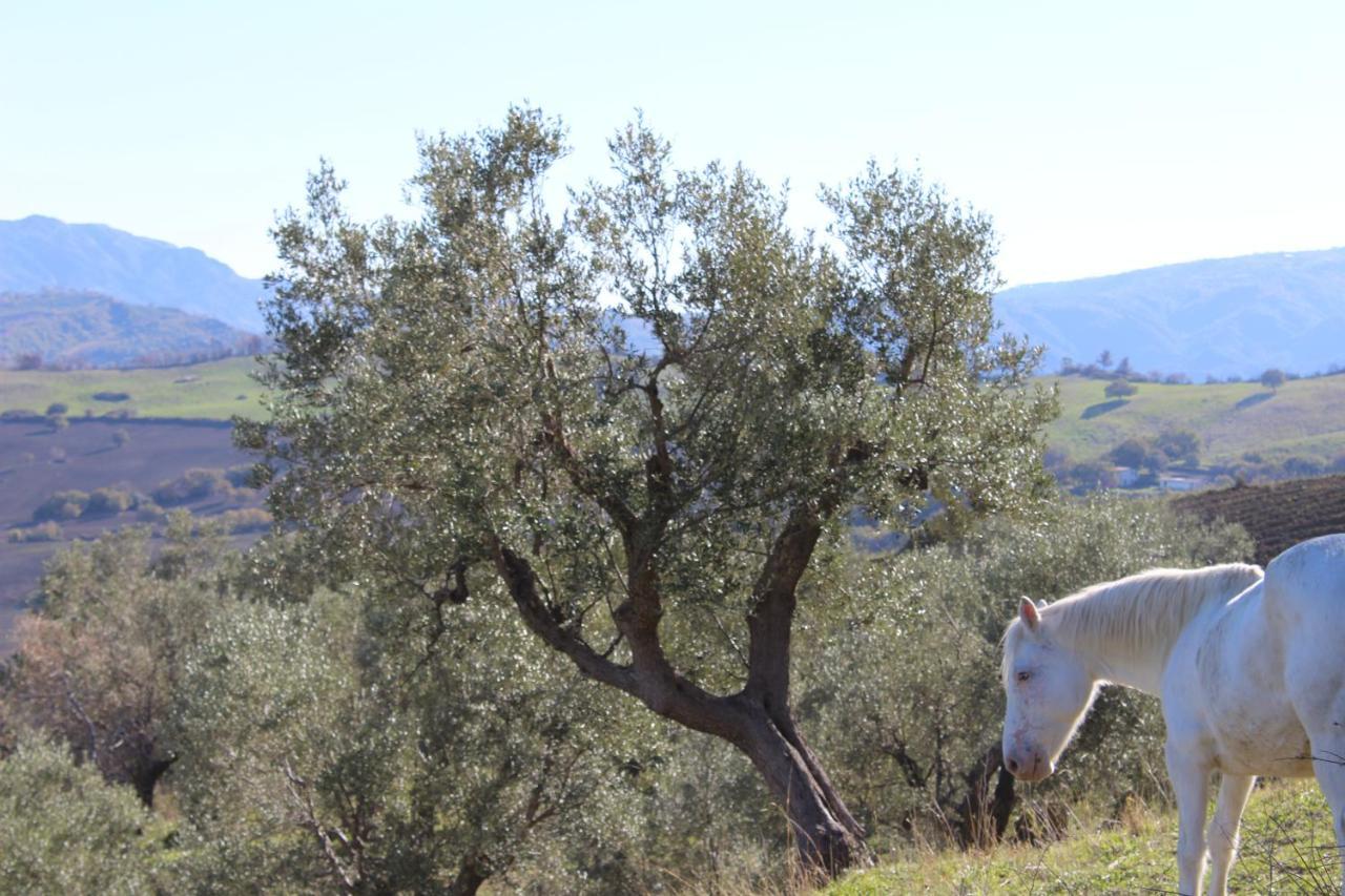 Villa El Sa Calopezzati Dış mekan fotoğraf